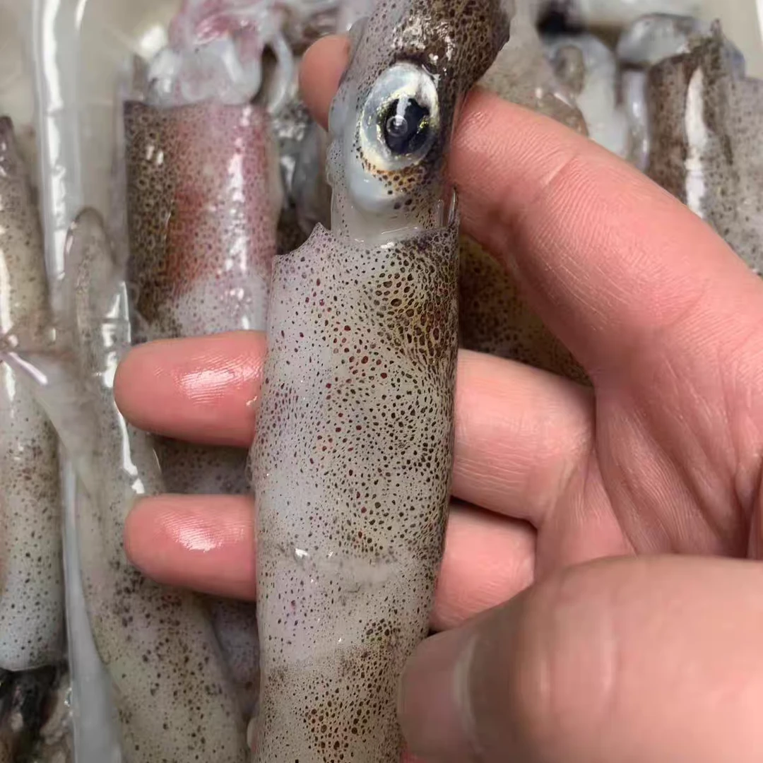 笔管鱼 海兔 到手4斤 山东日照发货 顺丰包邮