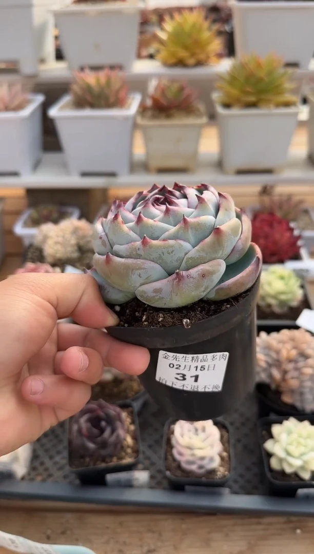 【闪购商品】0215-31惊鸿仙子大单头