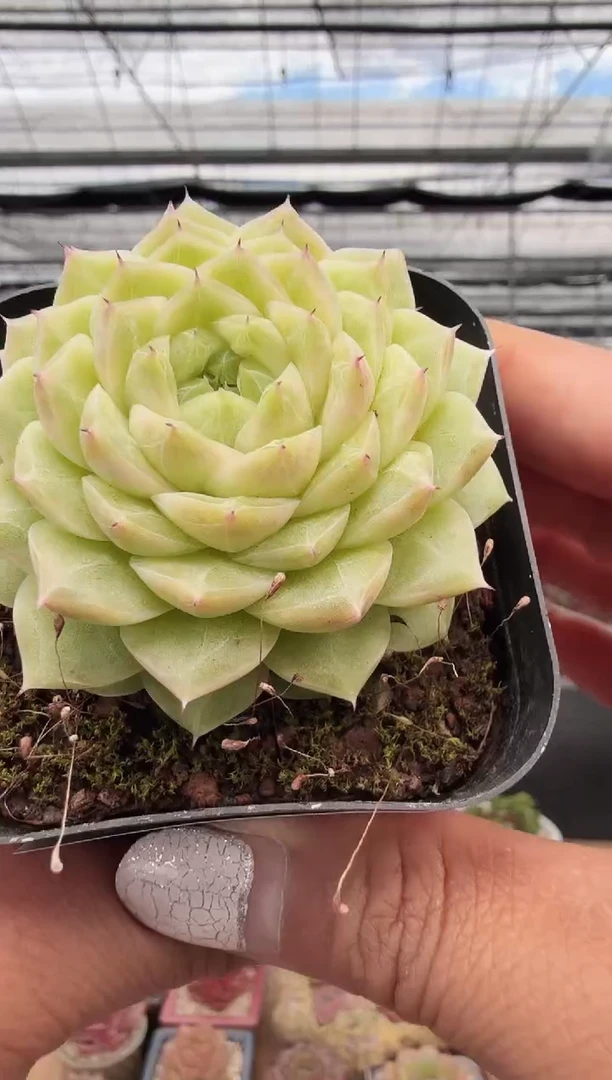 东云多肉园新款-125