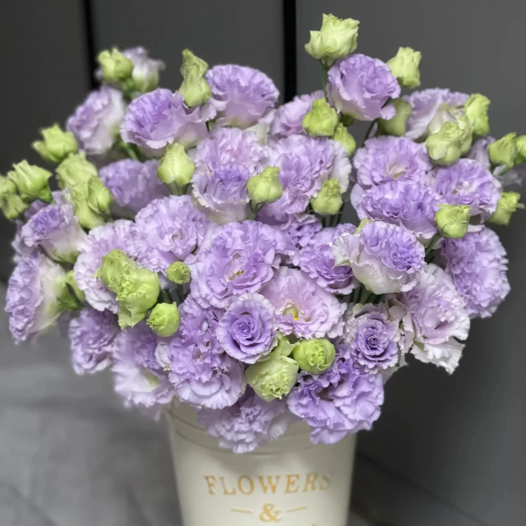 浅紫波浪洋桔梗【全店任意满两件发顺丰京东】云南家用新鲜鲜花直发