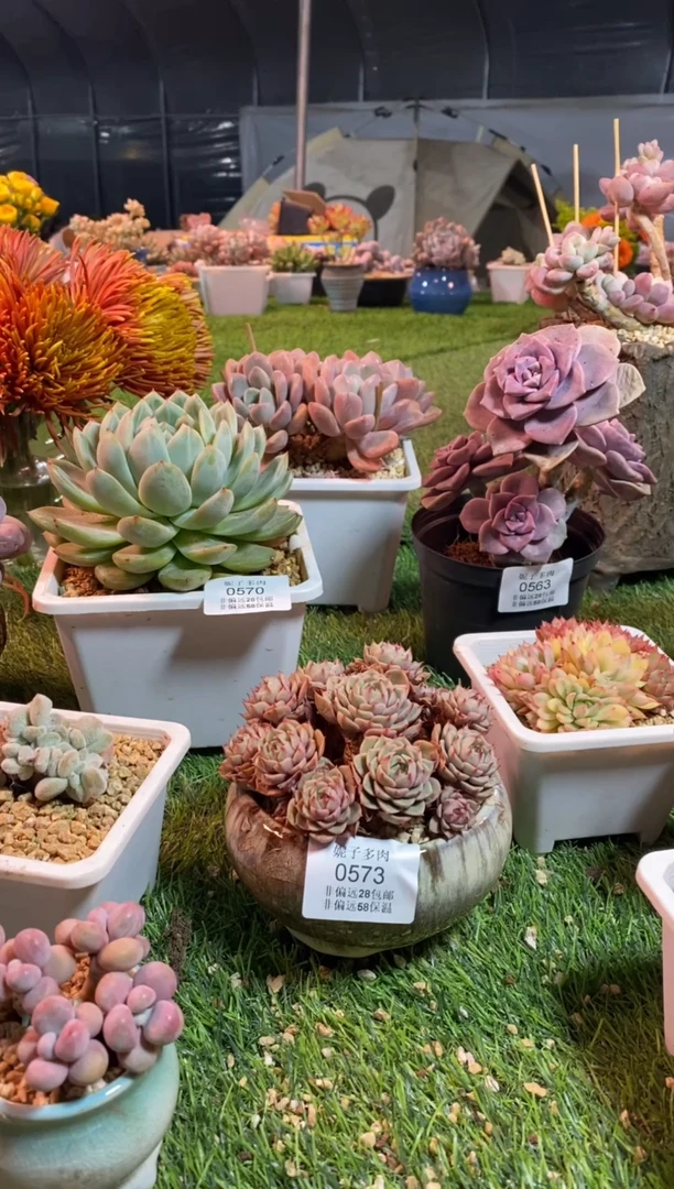 【闪购商品】0573a