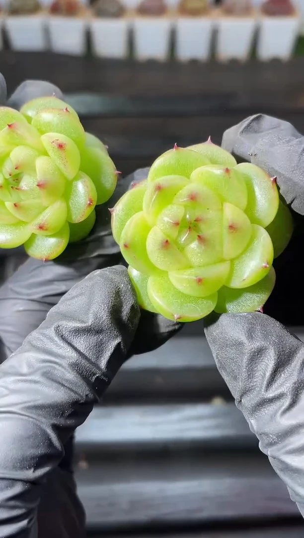 14-59球体翡2-3厘米量拍发一颗