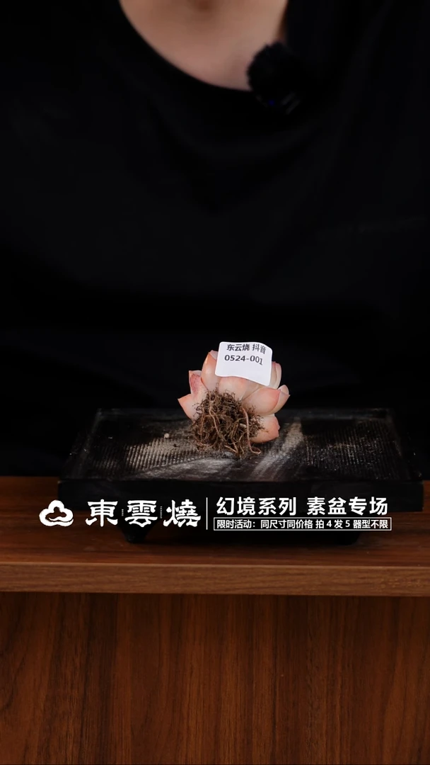 0524-001 肉肉 随机一只