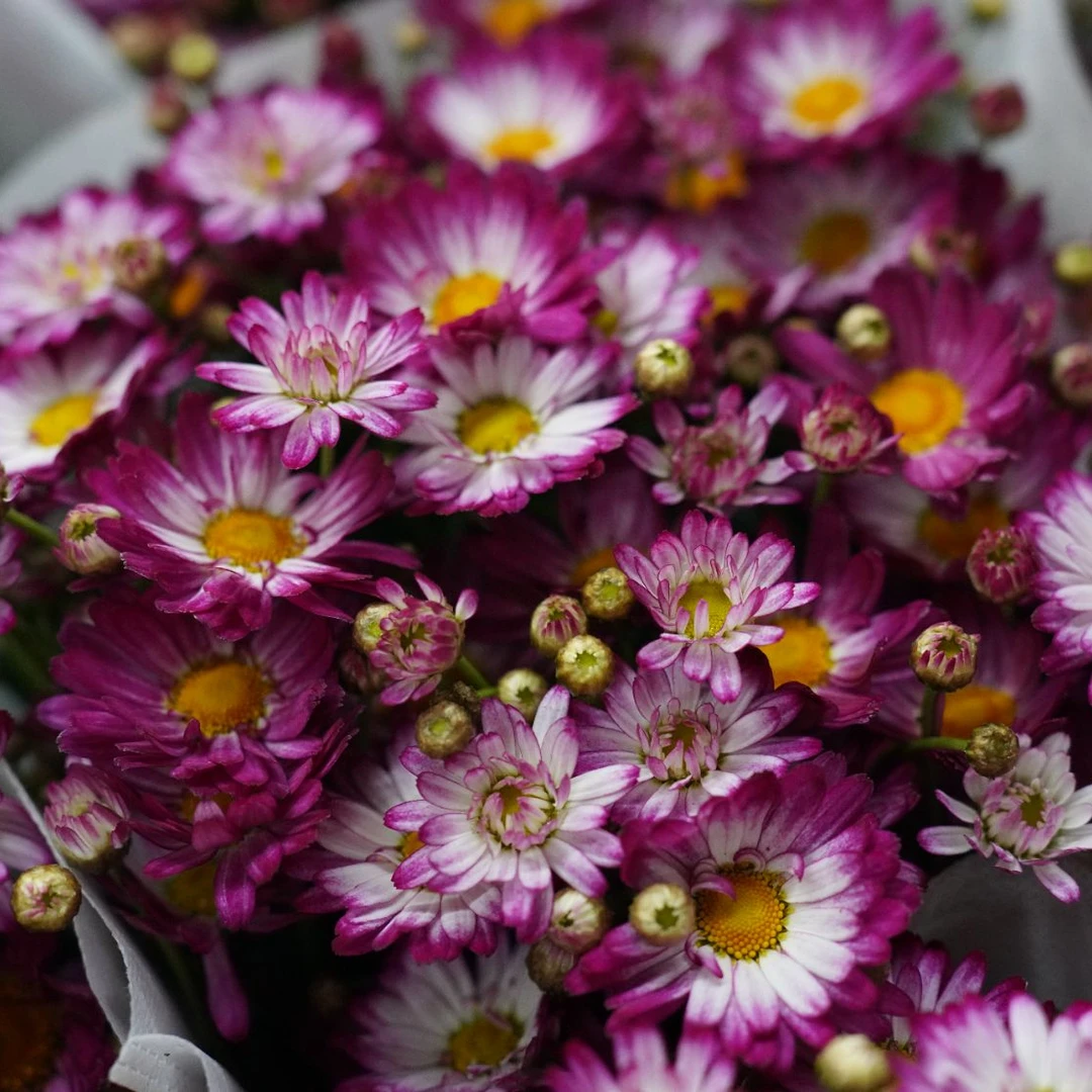 玛格丽特 草莓心 玛格丽特草本盆栽多年生耐低温耐晒多季节开花