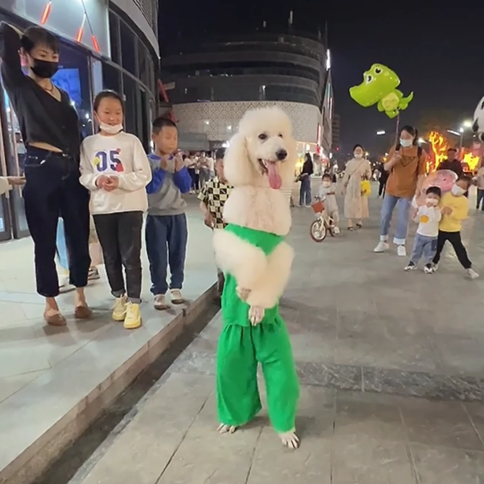 《凯仑》活体宠物狗狗《一物一拍3》