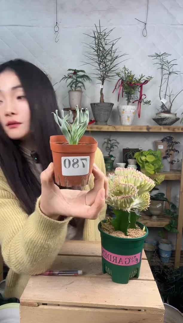 无花朵780宽叶弹簧草育苗盆