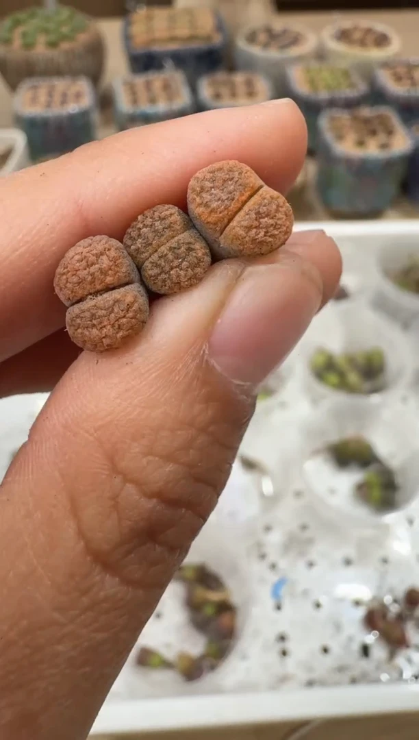 29-6多肉植物肉锥