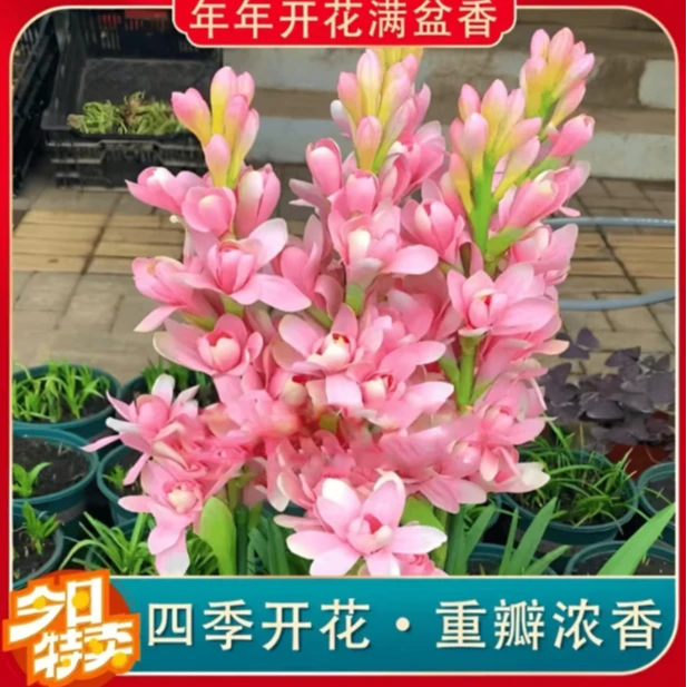 【晚香玉种球】四季种植盆栽地栽阳台小院种植