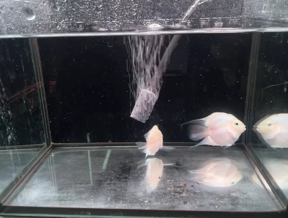 海水鱼桃心白金迷你鹦鹉 277鱼缸