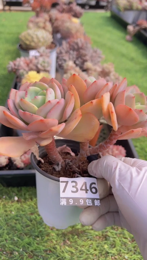 【闪购商品】信福多肉一物一拍