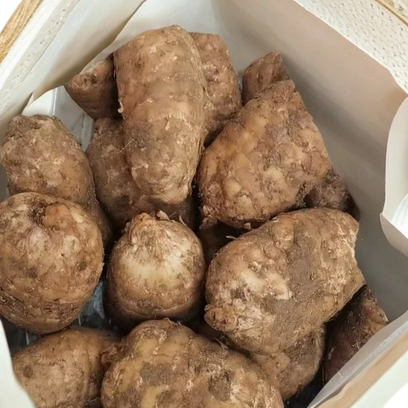 云南昭通镇雄新鲜乌天麻带泥现挖可煲汤泡酒天麻正宗仿野生