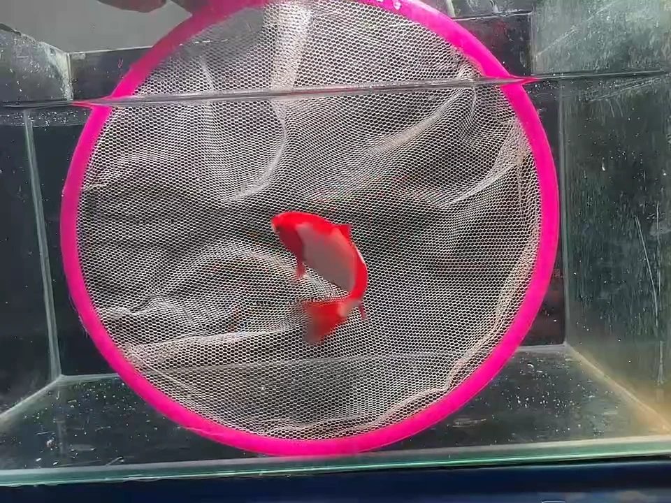 金鱼短尾草金专拍链接118