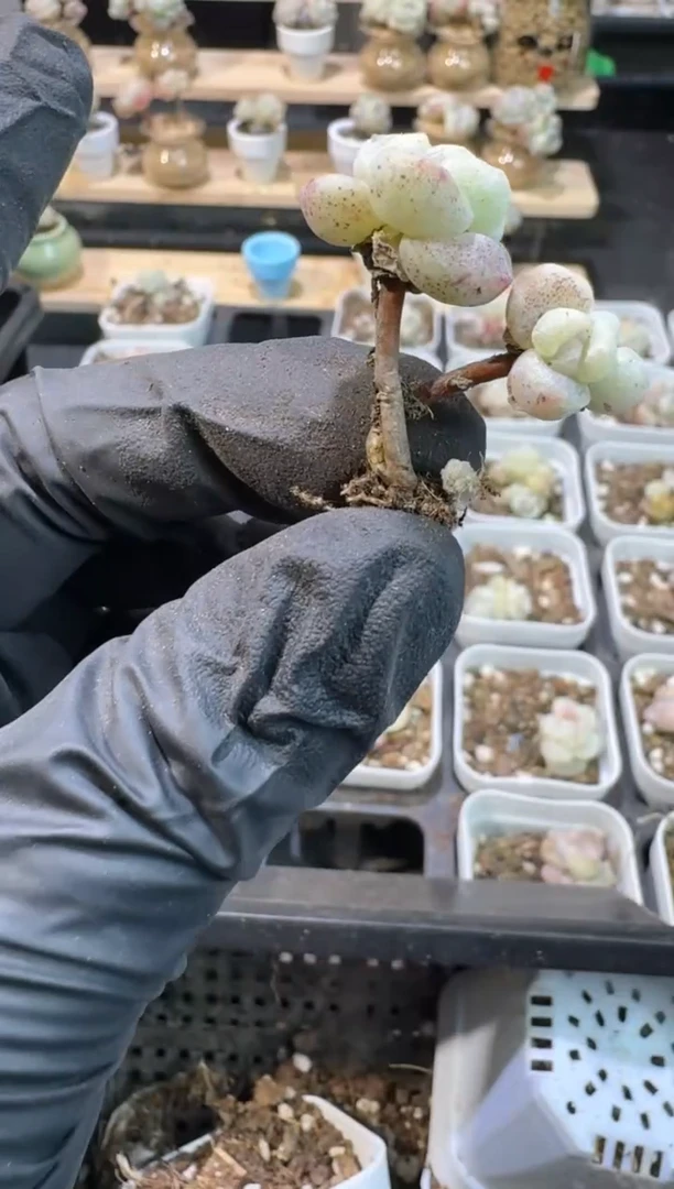 【闪购商品】150号到手1框-江北多肉