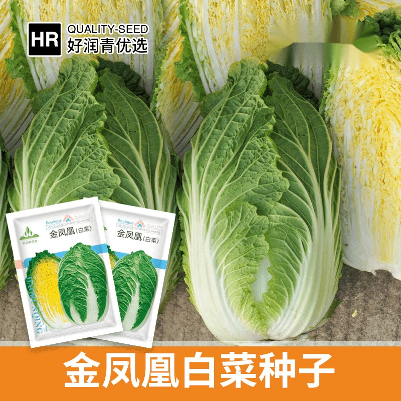 【满5元包邮】金凤凰黄心大白菜种子绿叶黄芯杂交白菜种籽秋季