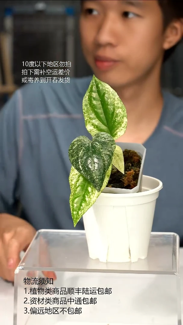 完全开放白怪兽胡椒