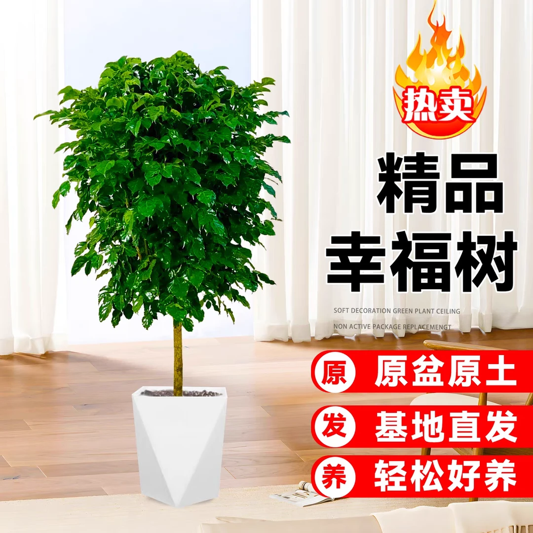 80-100cm不砍根控根独杆棒棒糖幸福树室内观叶绿植