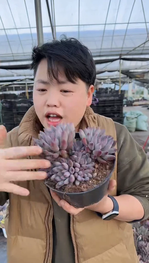 多头车厘子带盆土挑大的9.99