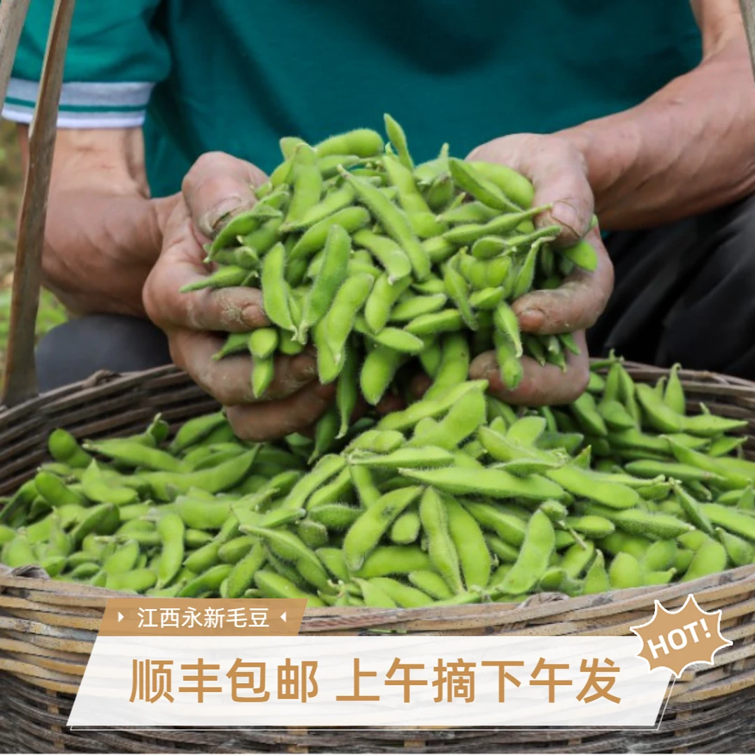 【永新毛豆】江西永新毛豆不饱满扁毛豆八成熟摘下更嫩农家菜乡巴佬