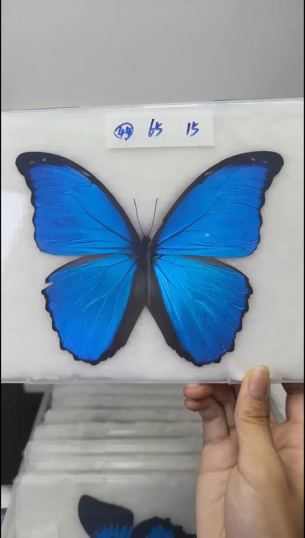 木展翅品一图一物压棉发货不退不换