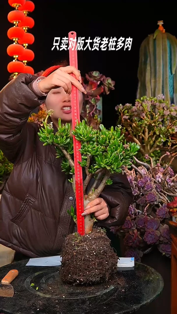 【闪购商品】都干吸财树57号