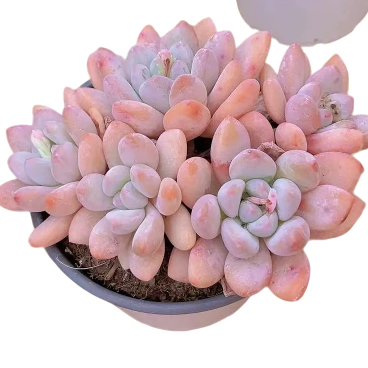 韩版香水带盆12cm（多肉植物）满19.9包邮云南基地源头直发新手好养