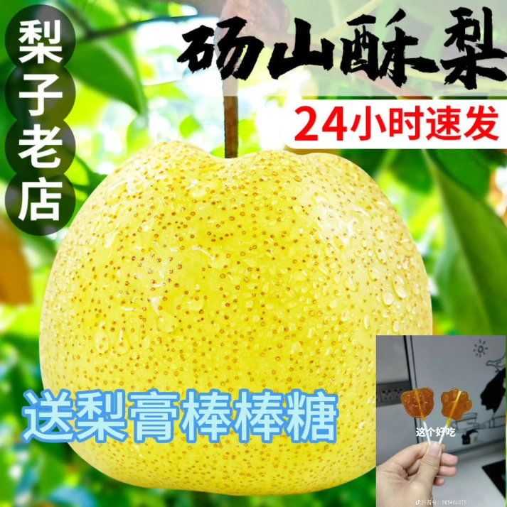 (邮政助农)正宗古树砀山酥梨新鲜现摘应季薄皮多汁老树净9斤箱装