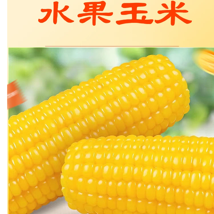 当季水果玉米甜糯玉米真空锁鲜开袋即食加热3分钟口感更佳