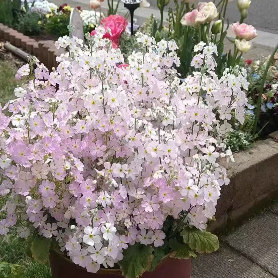 BLD/贝利得 四季樱草 阳台庭院 易开花好养护