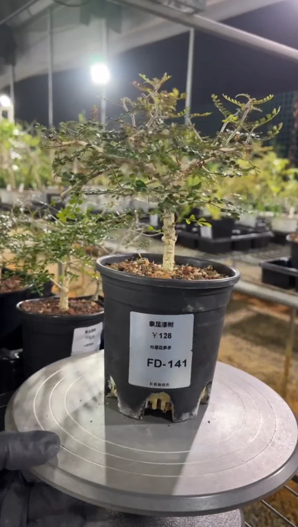 象足漆树FD-141