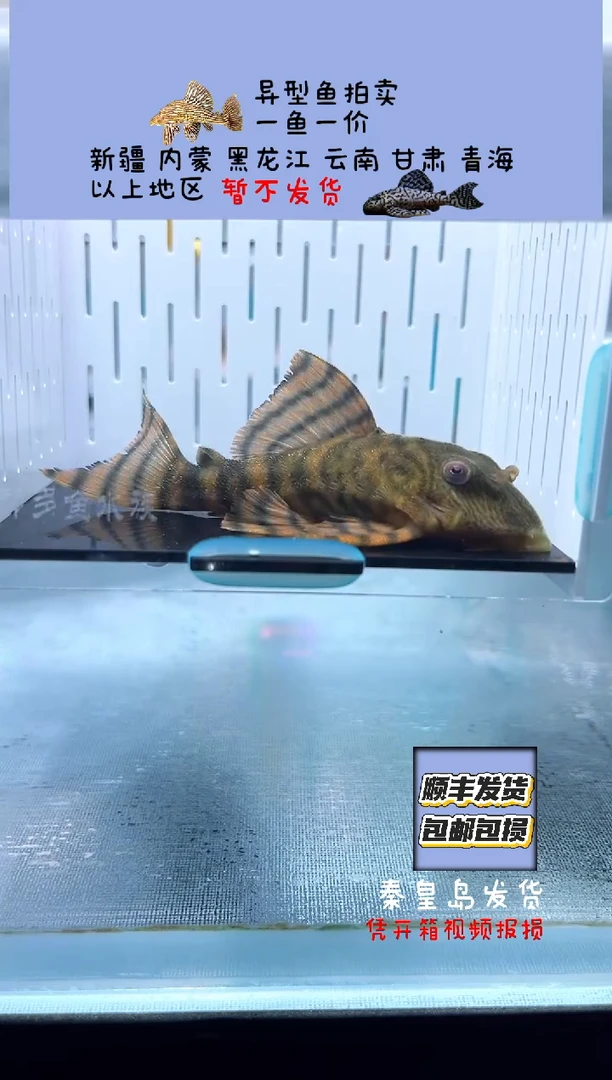 清道夫9不包入缸损130