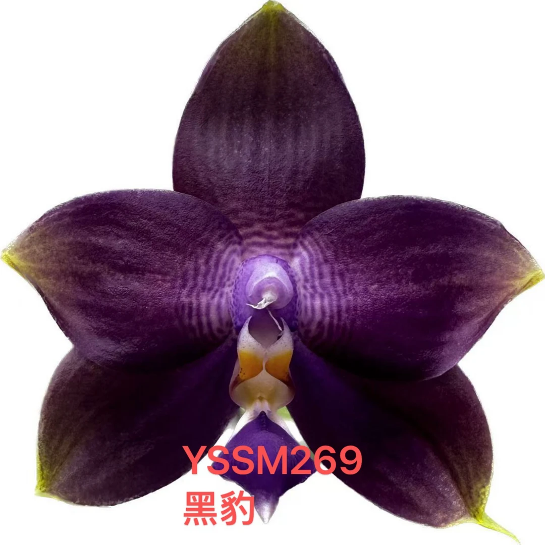 YSM269黑豹 1.7寸 苗株 少根 微瑕 分生 原生珍奇类蝴蝶兰