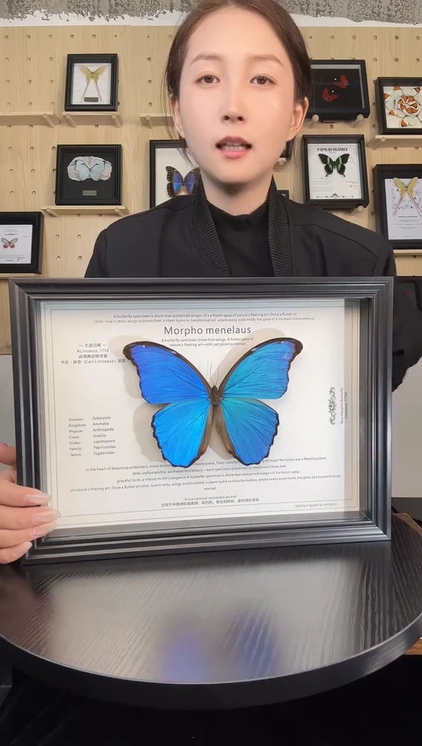 横版大蓝闪蝶（蝴蝶装饰画A4框）