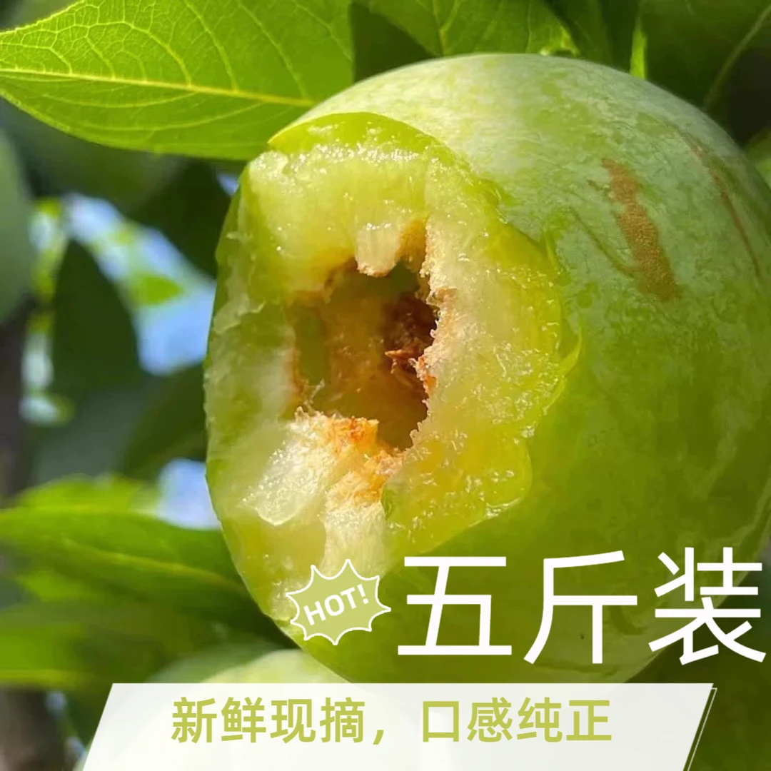 【五斤装】奈李新鲜水果当季应季酸甜可口奈李青奈李爽口水果桂林
