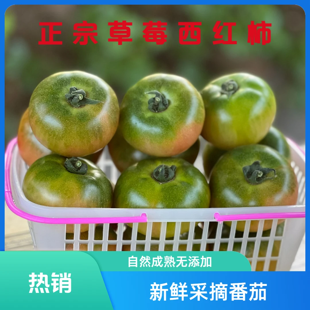 正宗草莓西红柿铁皮番茄农家自种产地直发现摘现发新鲜采摘酸甜