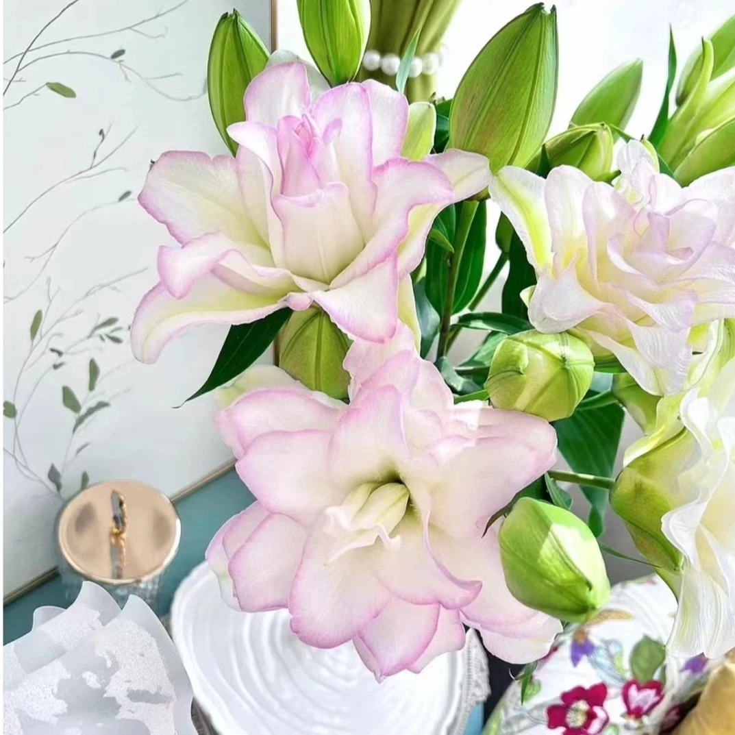 【绝美冰美人】花田家重瓣百合