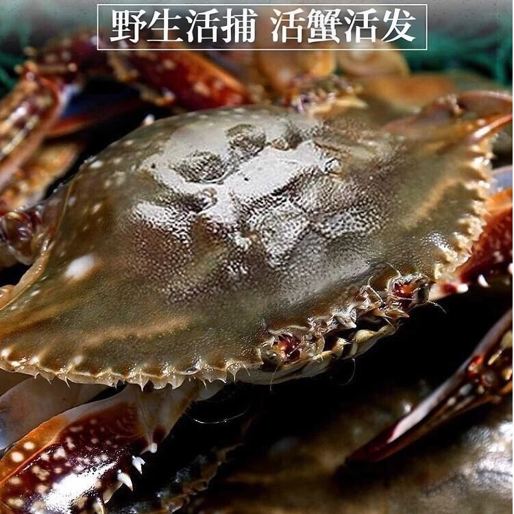 【鲜活梭子蟹】 单只1-2两左右（一斤7-9只） 梭子蟹   螃蟹 海蟹 海鲜 海捕少腿正常 单只1-2两左右【保鲜不保活】