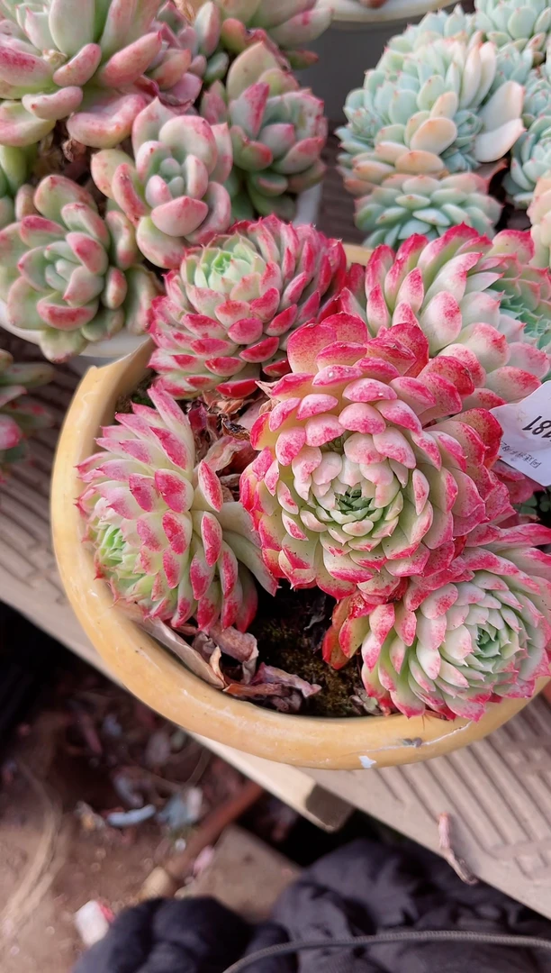 【闪购商品】05181