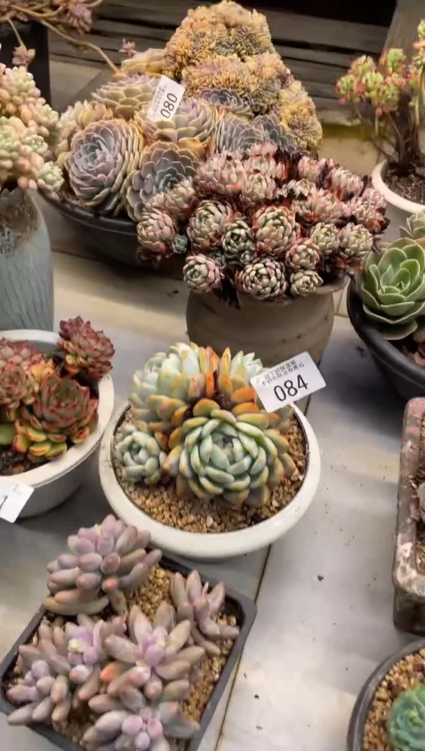 【闪购商品】84心影