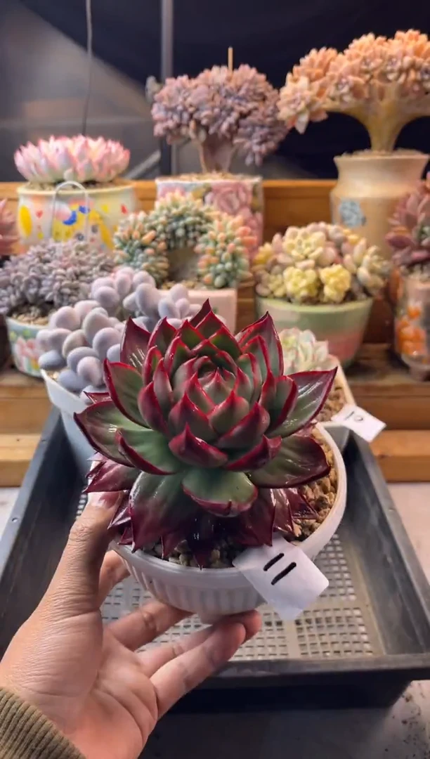 11惊鸿仙子11111111111