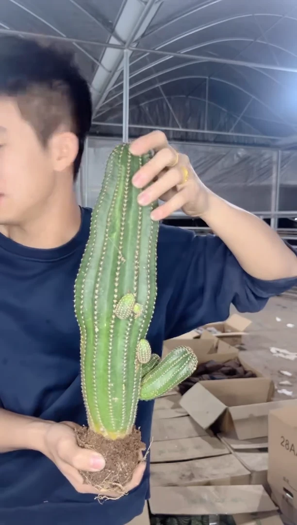 【闪购商品】高25-30cm 超长 黑金刚