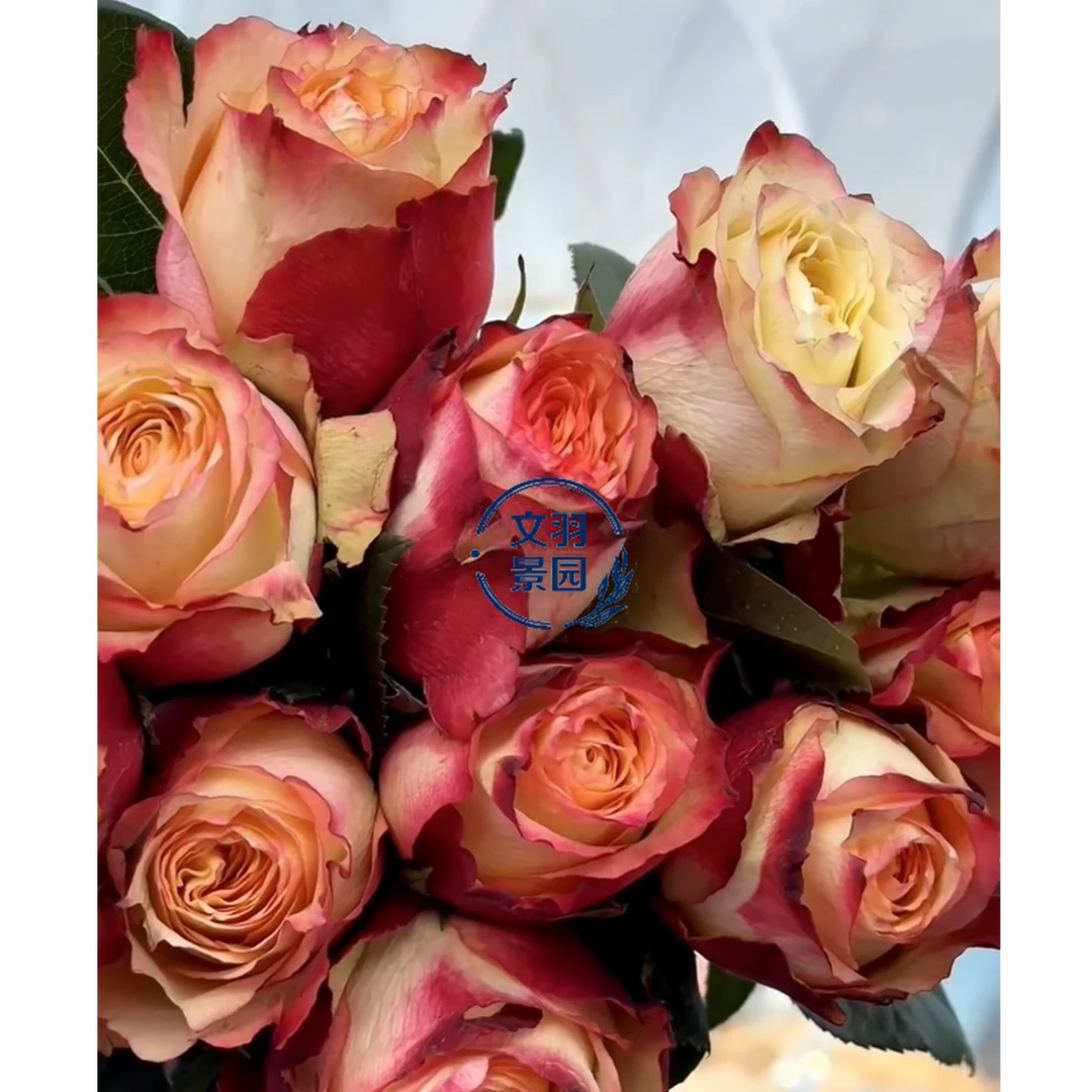 文羽景园【吸引力】切花月季多季节重复开花