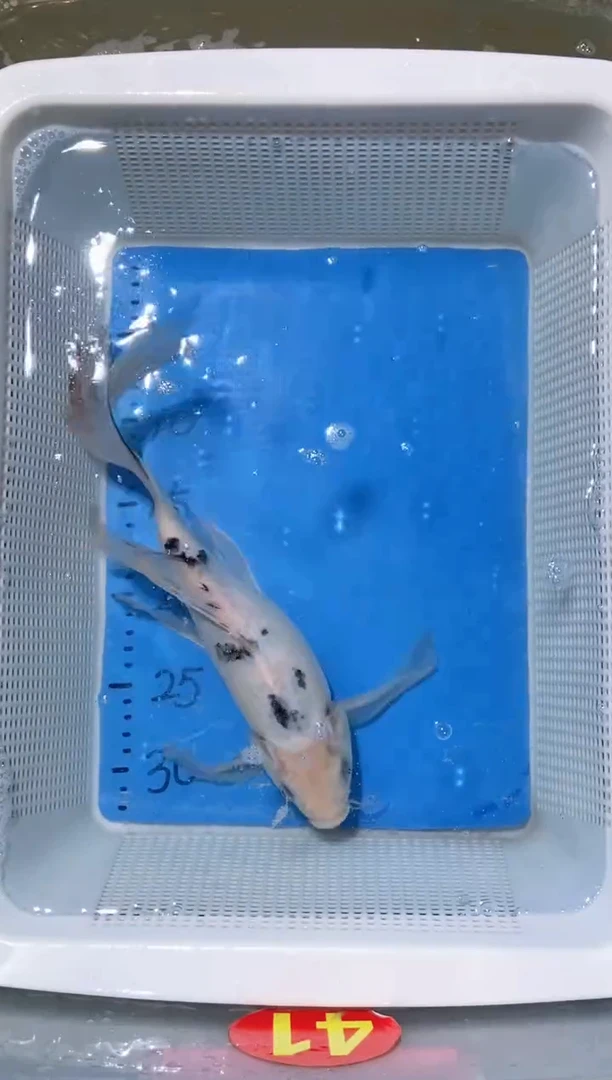锦鲤锦鲤蝴蝶鲤鱼拍开箱视频包售后
