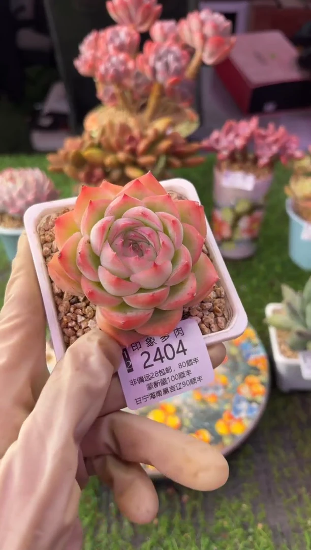 昆明印象多肉2404