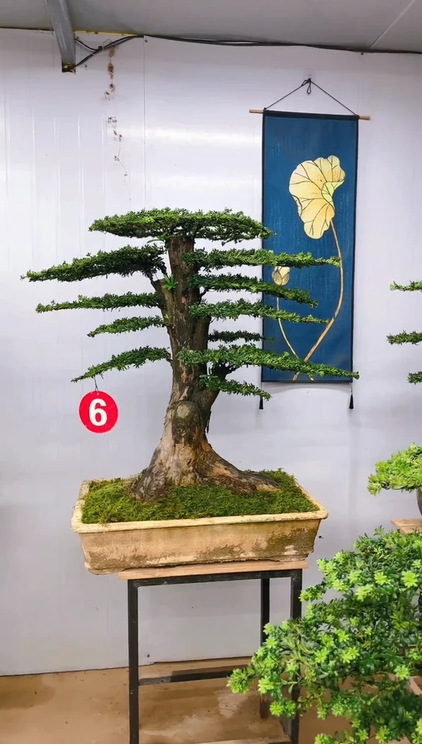 无花朵精品盆景  一物一拍