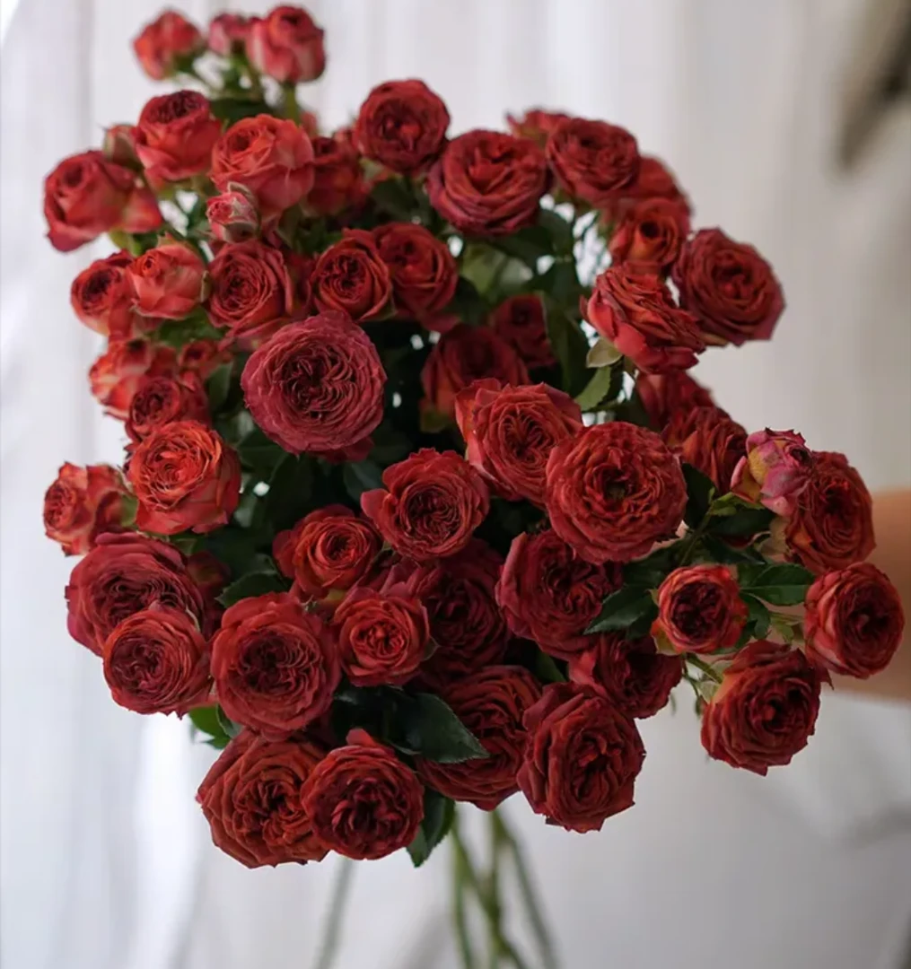 云南直发基地巧克力多头 玫瑰 鲜切花全场任意两单顺丰/京东