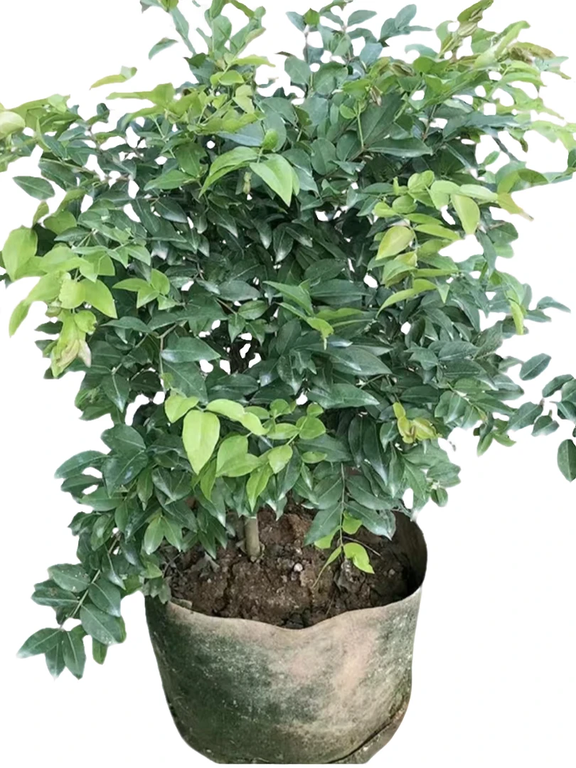 黄晶六号绿植盆栽