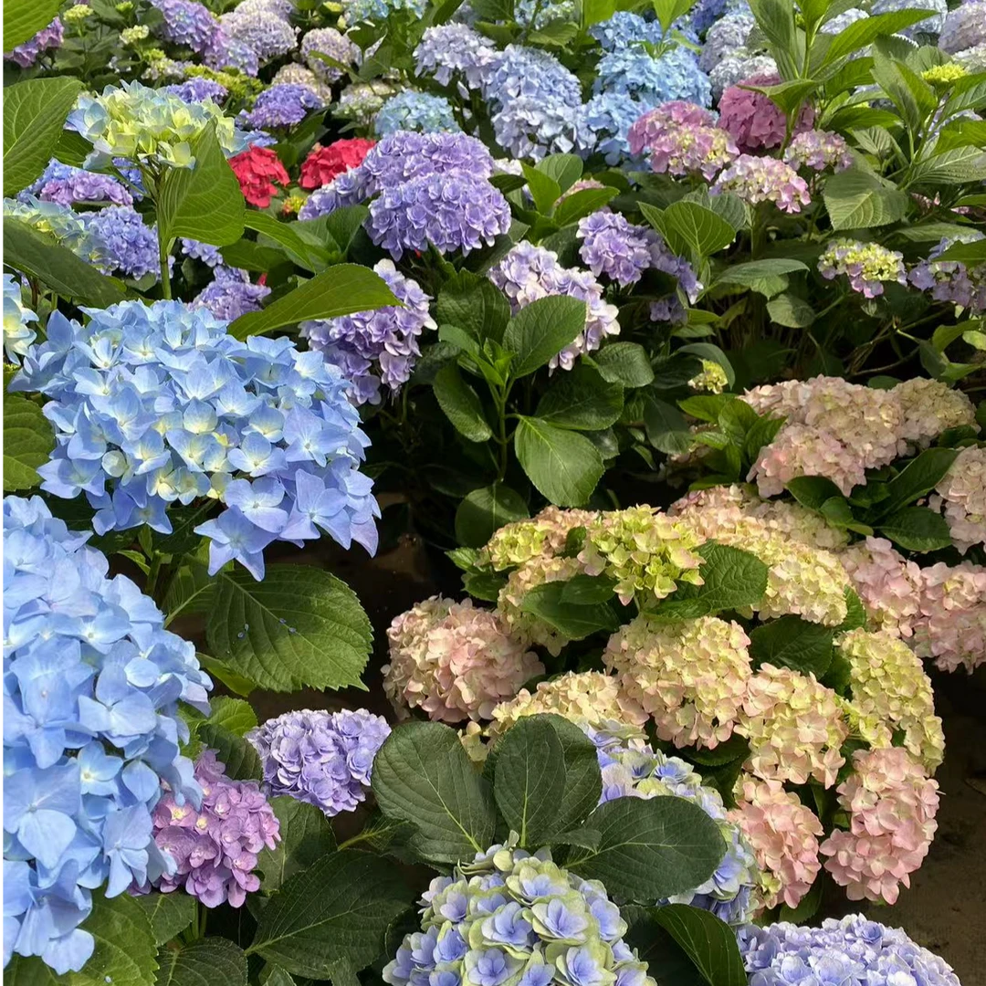 诗晚印象【大海蓝】绣球耐热品种露天种植有嗮斑易养护盆栽地栽