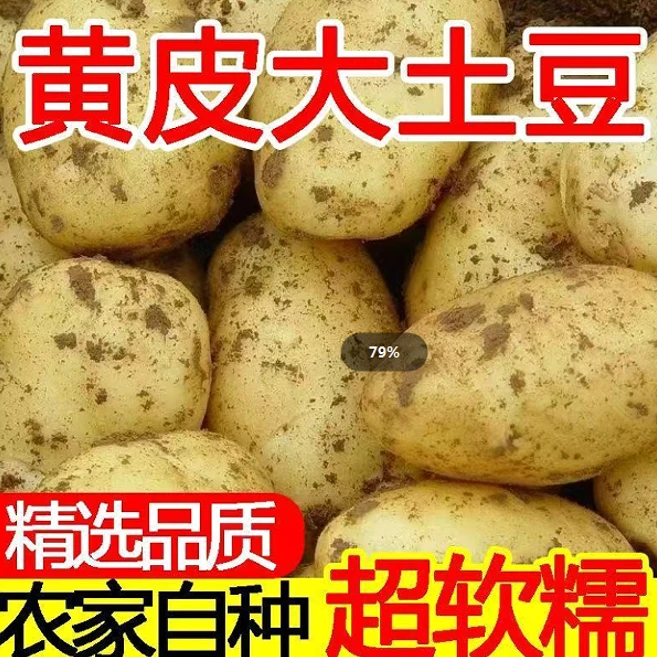 黄皮黄心土豆新鲜现挖口感正宗农家货适合切片炒菜等