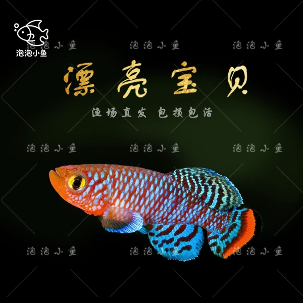 泡泡小鱼 漂亮宝贝鳉热带淡水小型观赏鱼好养耐活群游互动萌宠