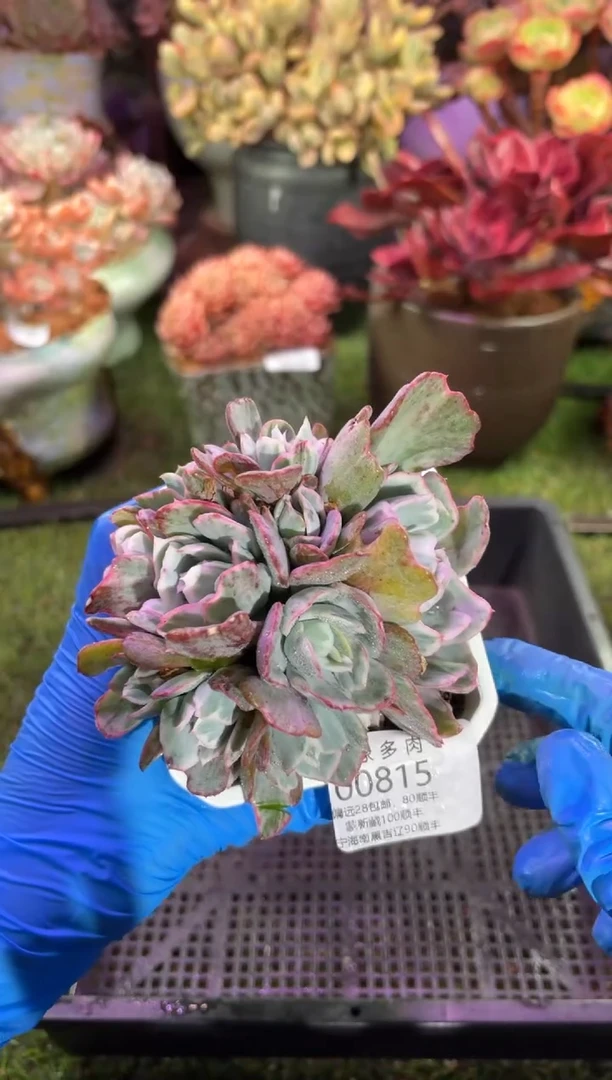 【闪购商品】00815